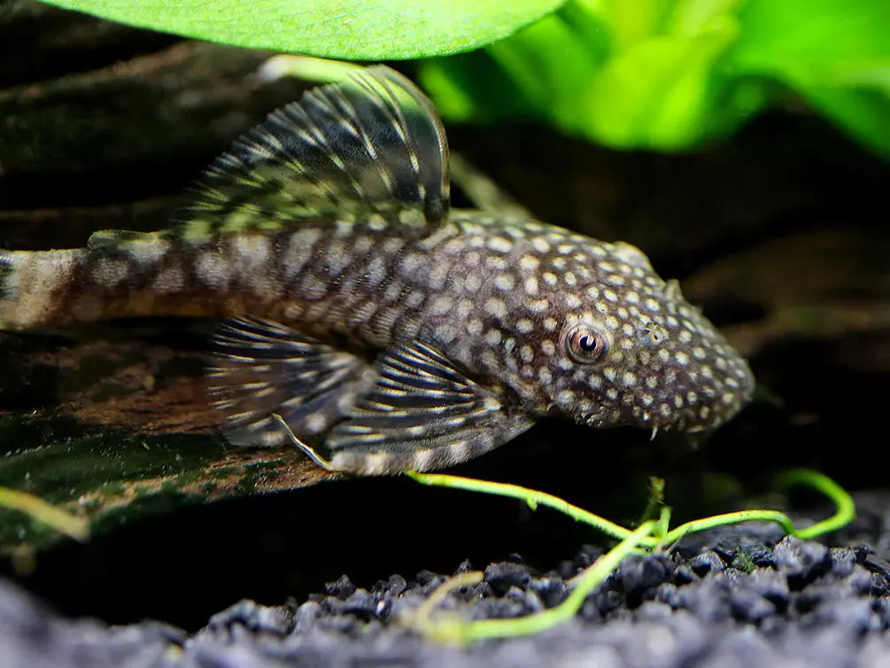 Chocolate Longfin Bristlenose Pleco β small brown pleco with long flowing fins, resting on driftwood in a planted freshwater aquarium