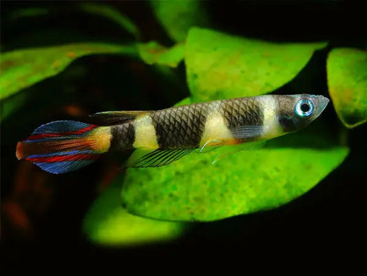 Clown Killifish with bright stripes and colorful tail in planted nano aquarium