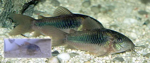 Bronze Corydoras catfish on aquarium substrate in a planted freshwater tank
