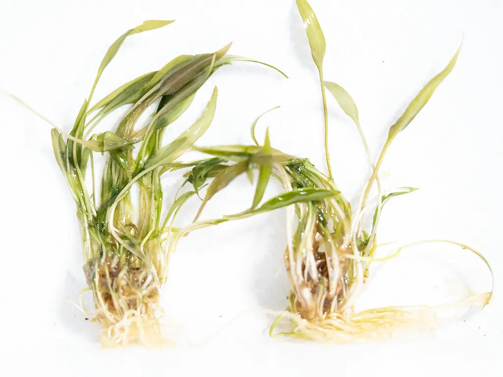 Cryptocoryne wendtii ‘Tropica’ – broad ruffled bronze-green leaves, hardy aquarium plant for midground to background placement