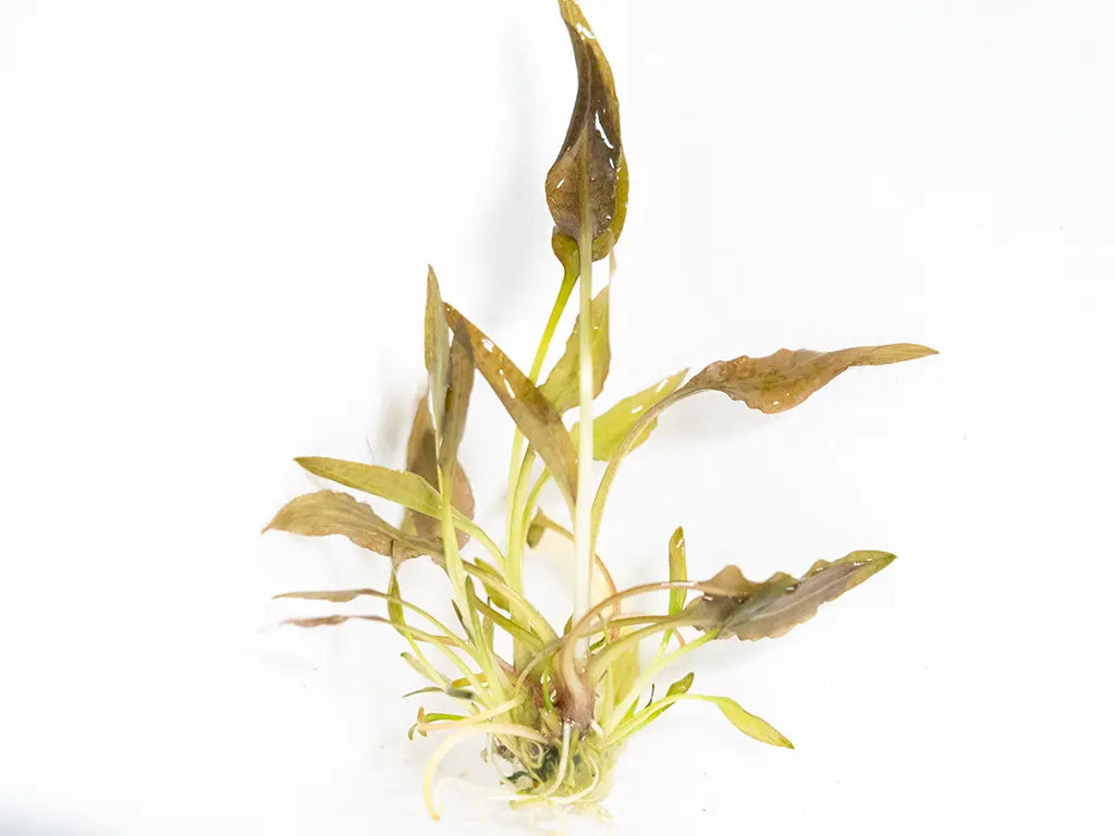 “Cryptocoryne wendtii ‘Brown’ – hardy aquarium plant with bronze leaves, thriving in a low-light planted freshwater aquarium
