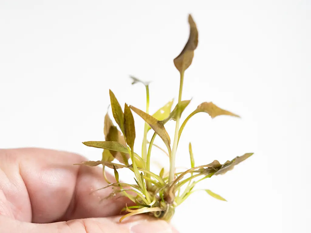 “Cryptocoryne wendtii ‘Brown’ – hardy aquarium plant with bronze leaves, thriving in a low-light planted freshwater aquarium