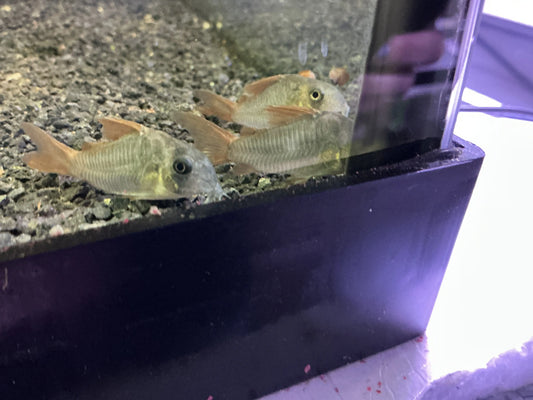 Corydoras concolor β Medium size peaceful bottom-dwelling catfish for freshwater aquariums