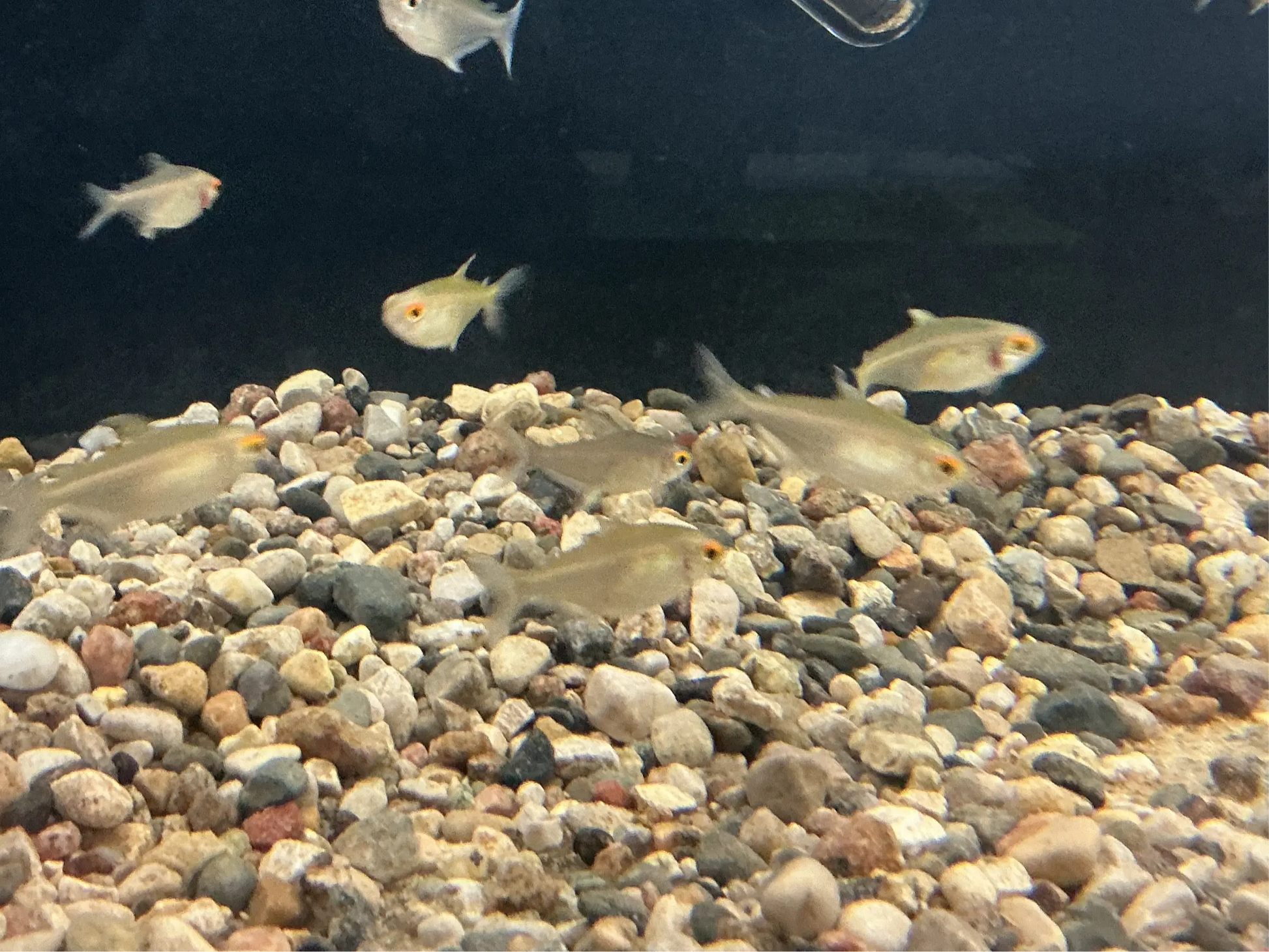 Close-up of a Lemon Tetra with bright yellow fins and transparent body in a community tank