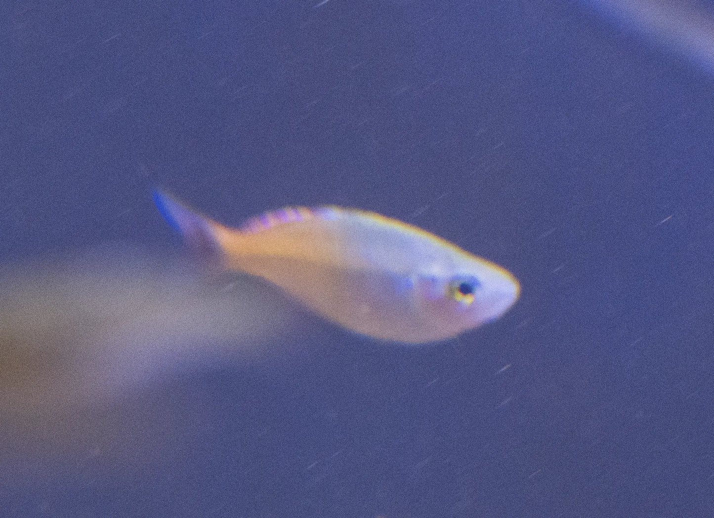 Boesemani Rainbowfish (Melanotaenia boesemani) – colorful freshwater aquarium fish with blue front and orange rear half, schooling in a planted tank.