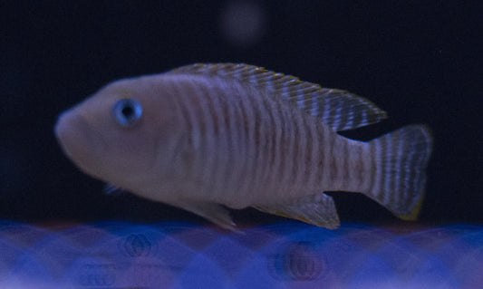 Close-up of a Shell Dweller cichlid peeking out from a snail shell in sandy substrate.