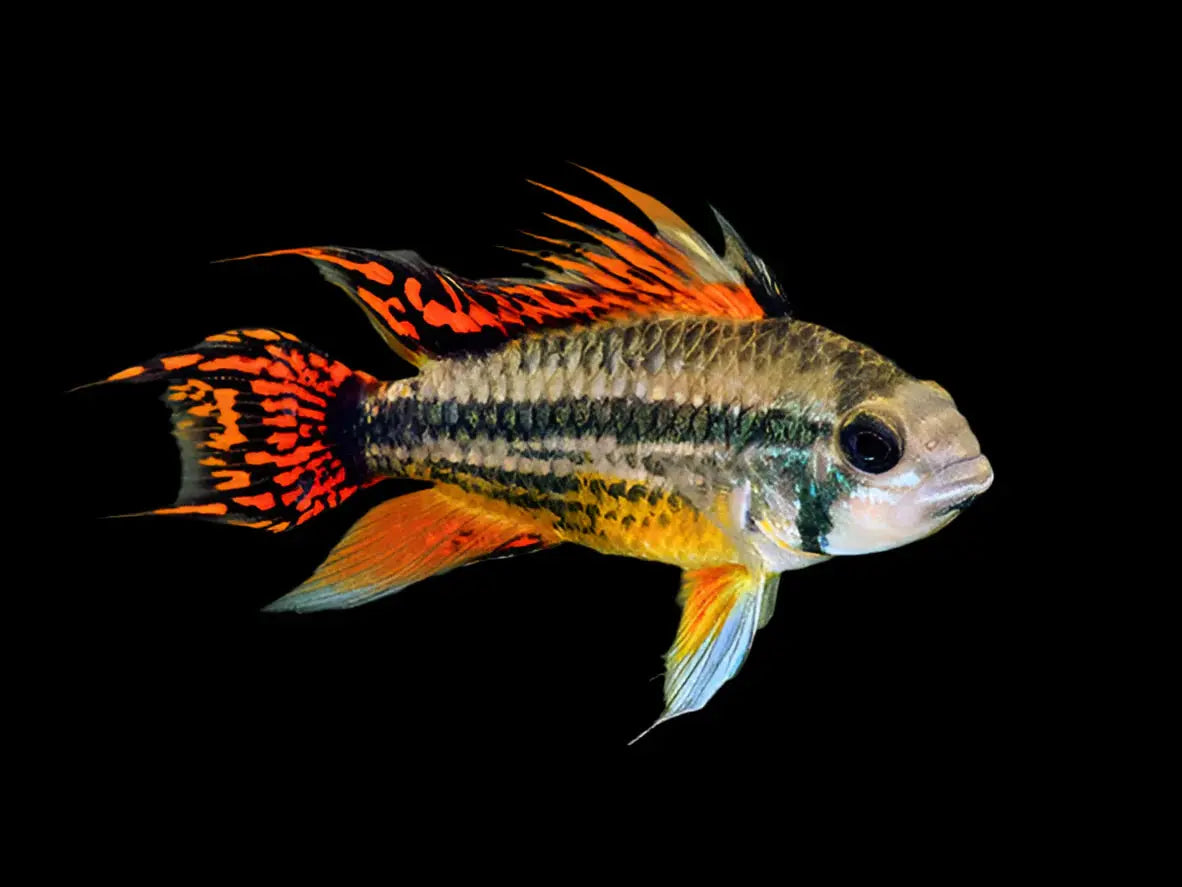 Apistogramma cacatuoides – Cockatoo Dwarf Cichlid with vibrant orange fins and black markings, swimming in a planted freshwater aquarium.
