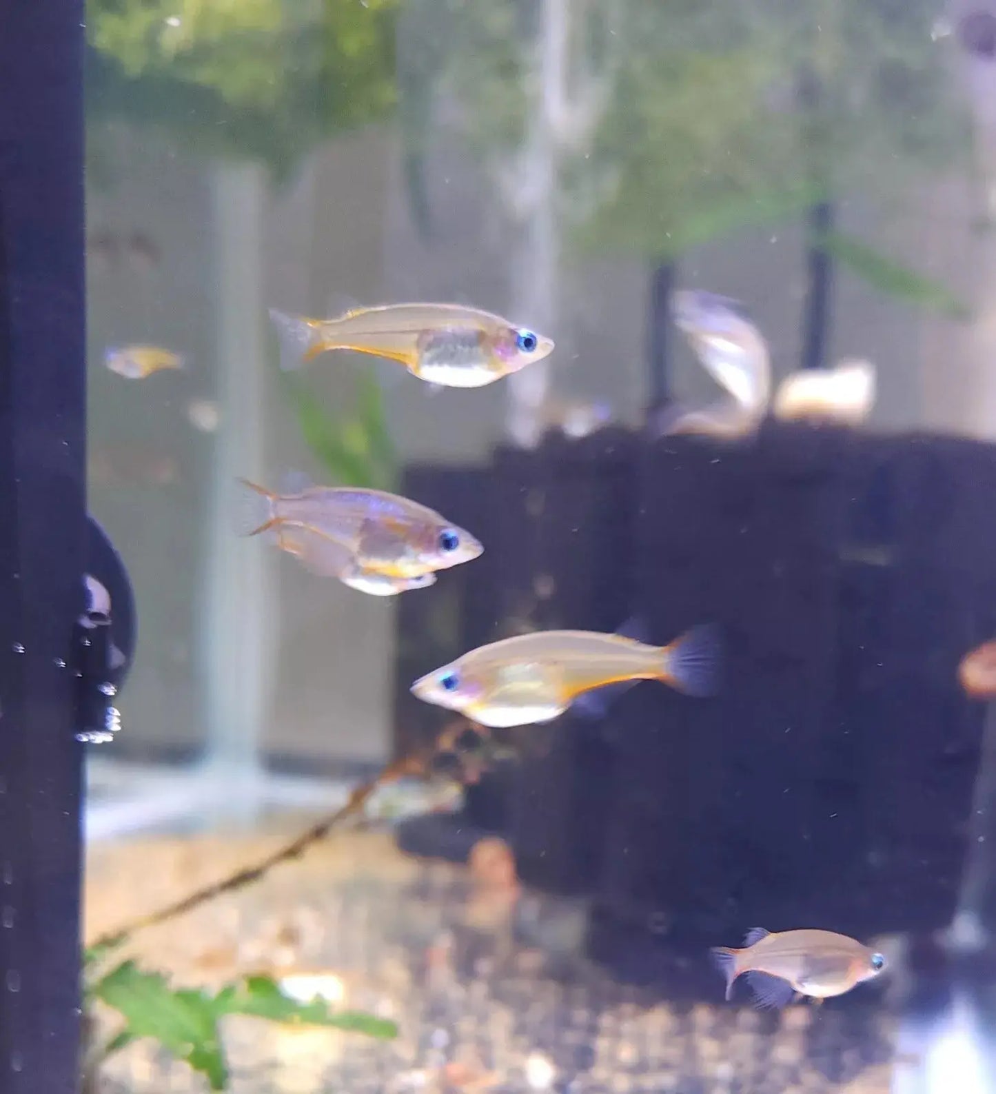 Daisy’s Blue Ricefish (Oryzias woworae) – iridescent blue nano fish with bright orange fins, tank-bred and swimming in a planted aquarium.