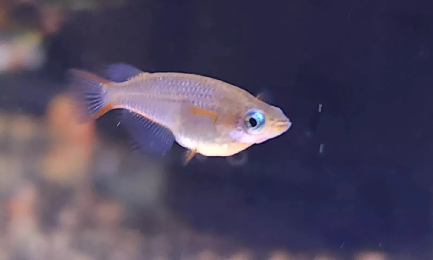 Daisy’s Blue Ricefish (Oryzias woworae) – iridescent blue nano fish with bright orange fins, tank-bred and swimming in a planted aquarium.