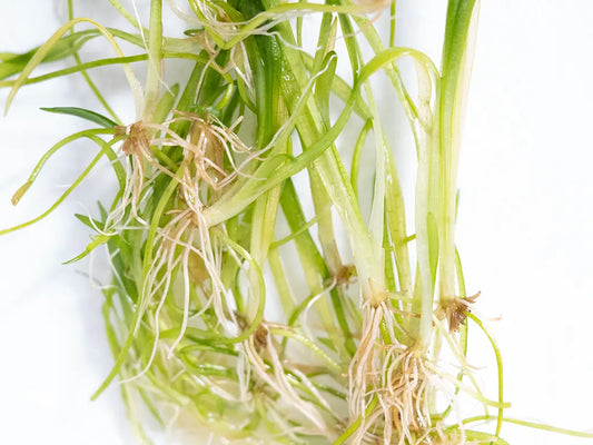 Dwarf Sagittaria (Sagittaria subulata) – hardy grass-like aquarium plant forming a lush green carpet in a freshwater aquascape.