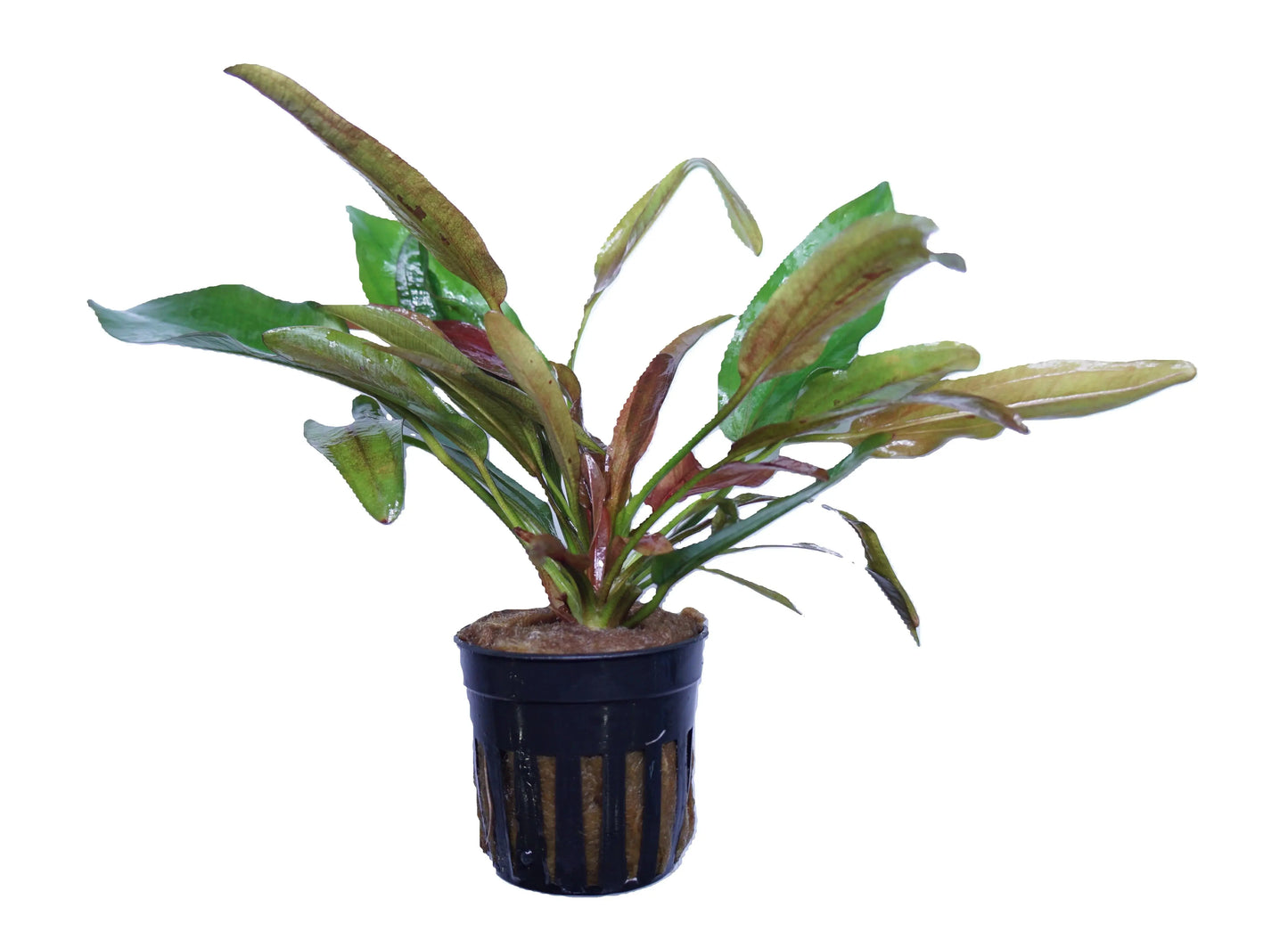 Echinodorus Fire Phoenix aquarium plant