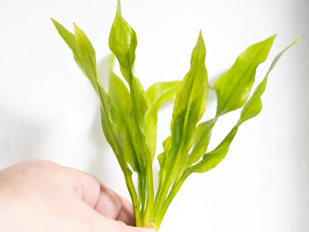 Amazon Sword Plant (Echinodorus bleheri) – large leafy green aquarium plant used as a hardy background centerpiece in freshwater aquascapes