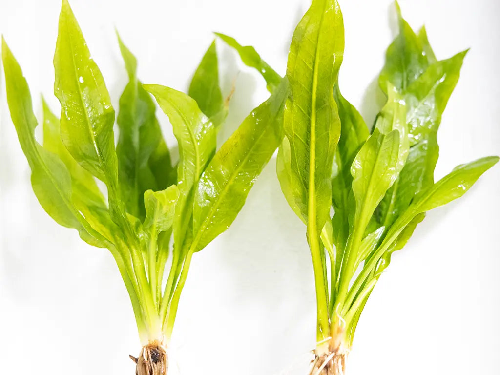 Amazon Sword Plant (Echinodorus bleheri) – large leafy green aquarium plant used as a hardy background centerpiece in freshwater aquascapes