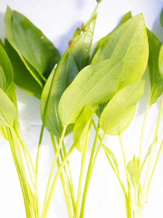 Argentine Sword (Echinodorus argentinensis) – hardy green aquarium plant with broad leaves
