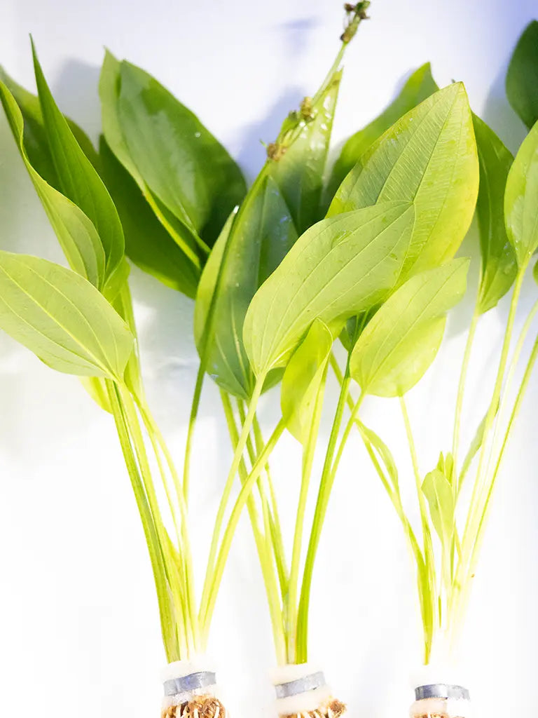 Argentine Sword (Echinodorus argentinensis) – hardy green aquarium plant with broad leaves