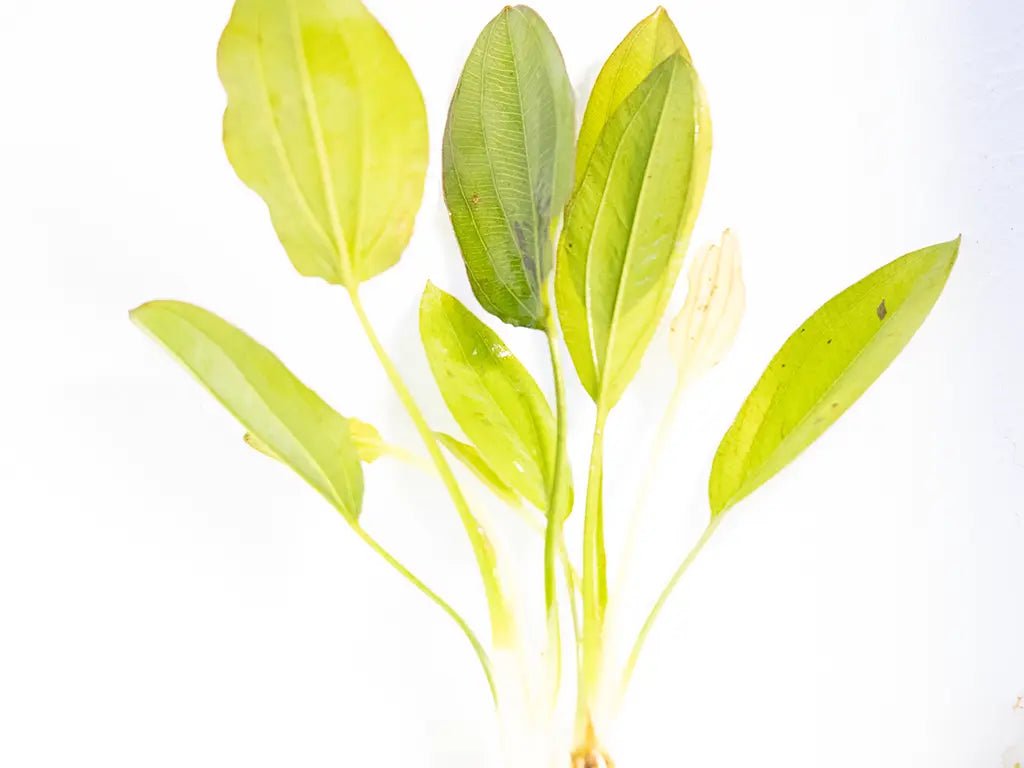Sword Ozelot Red aquarium plant with red green leaves and dark spotting
