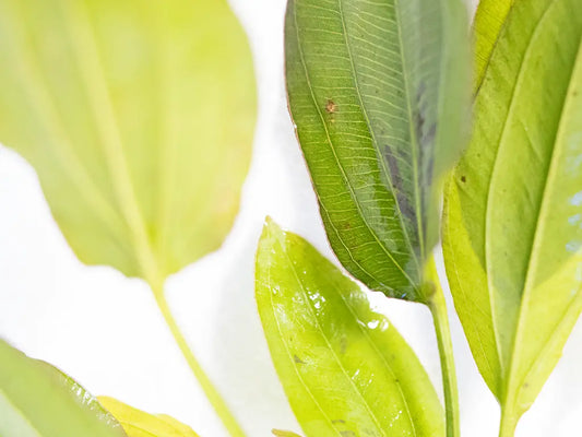 Sword Ozelot Red (Echinodorus ‘Ozelot Red’) – aquarium sword plant with vibrant red, speckled leaves used as a midground or background feature in aquascapes.