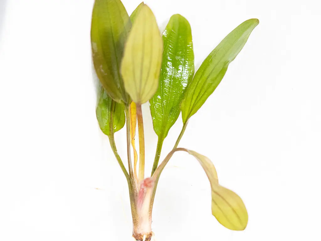 Echinodorus Pink Miracle – sword plant with pink to red new leaves transitioning to green, used as a colorful centerpiece in freshwater aquariums.