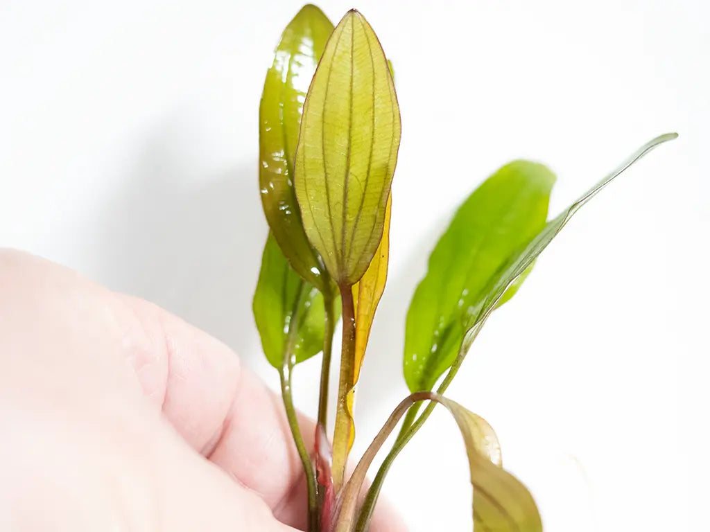 Echinodorus Pink Miracle – sword plant with pink to red new leaves transitioning to green, used as a colorful centerpiece in freshwater aquariums.