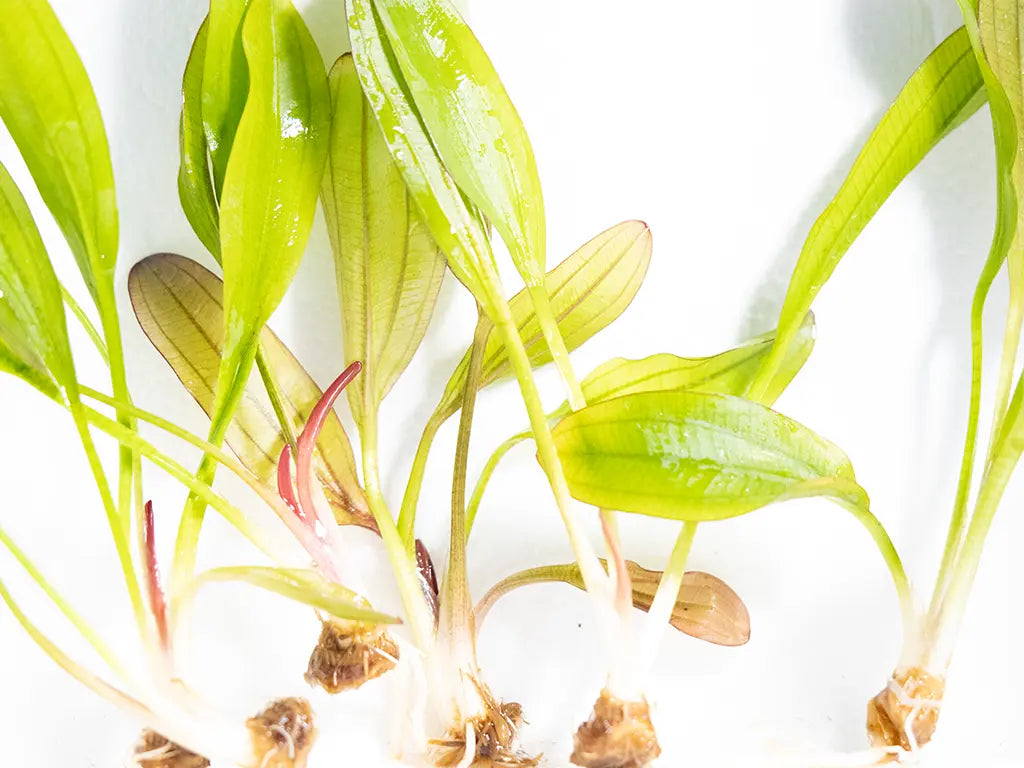 Red Chameleon Sword aquarium plant – vibrant Echinodorus species with large leaves that shift between red, orange, and green in a freshwater planted tank