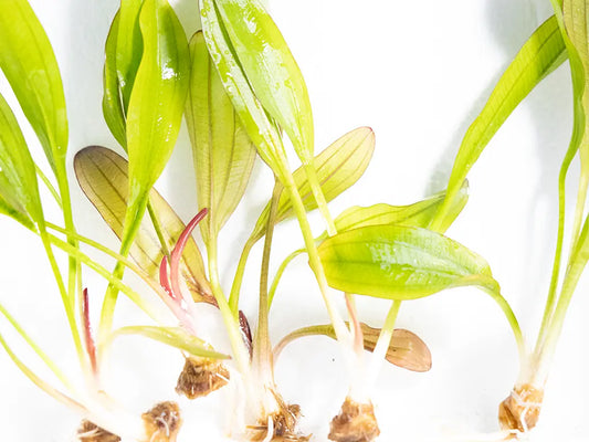 Red Chameleon Sword aquarium plant – vibrant Echinodorus species with large leaves that shift between red, orange, and green in a freshwater planted tank