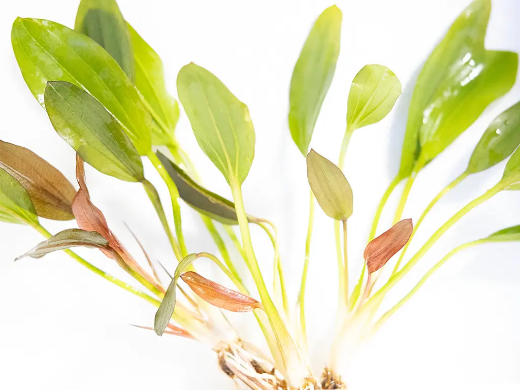 Red Rubin Sword aquarium plant with red and bronze broad leaves growing as a background plant in a freshwater planted tank.