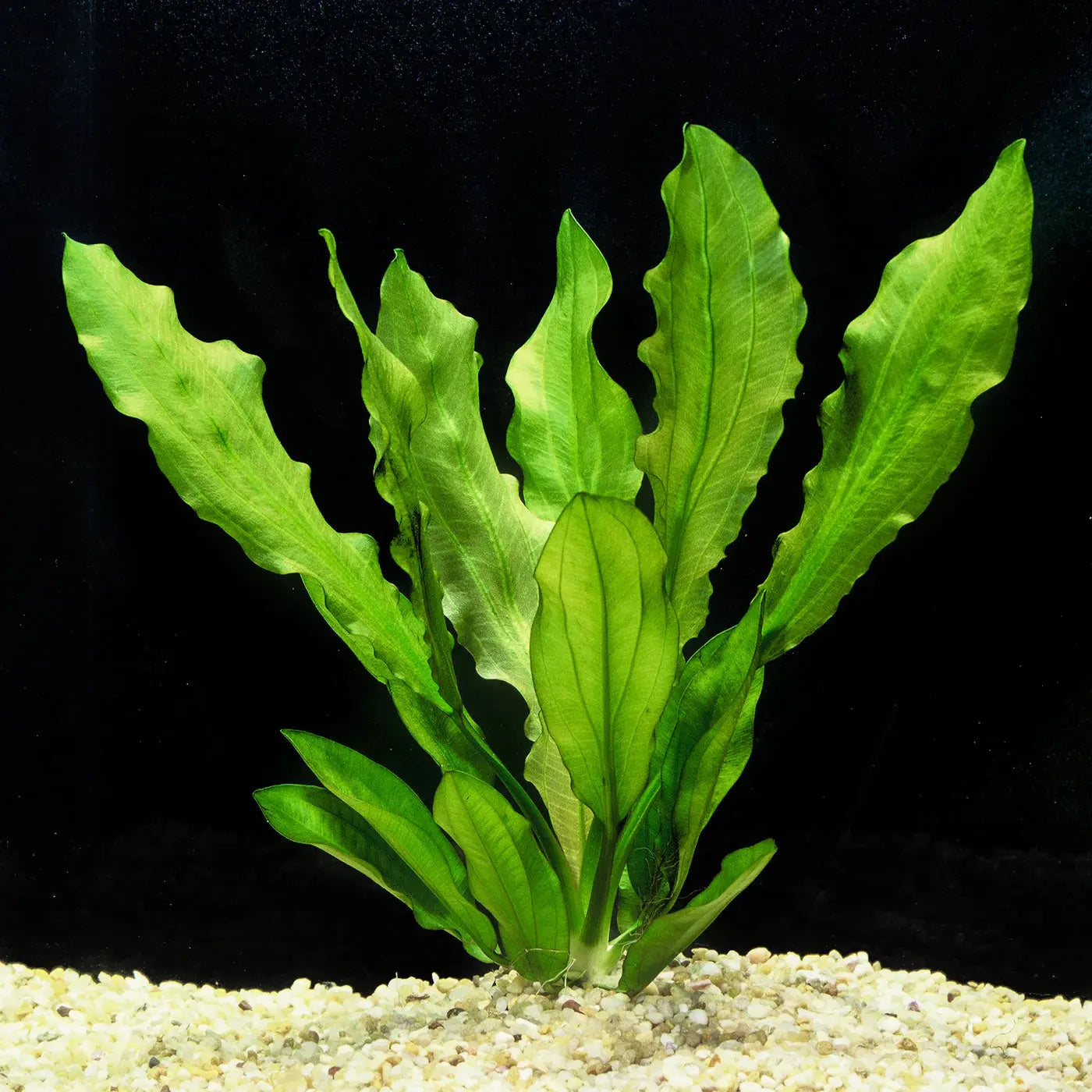 sword succulent Ruffled Sword Plant Hardy Aquarium Plant