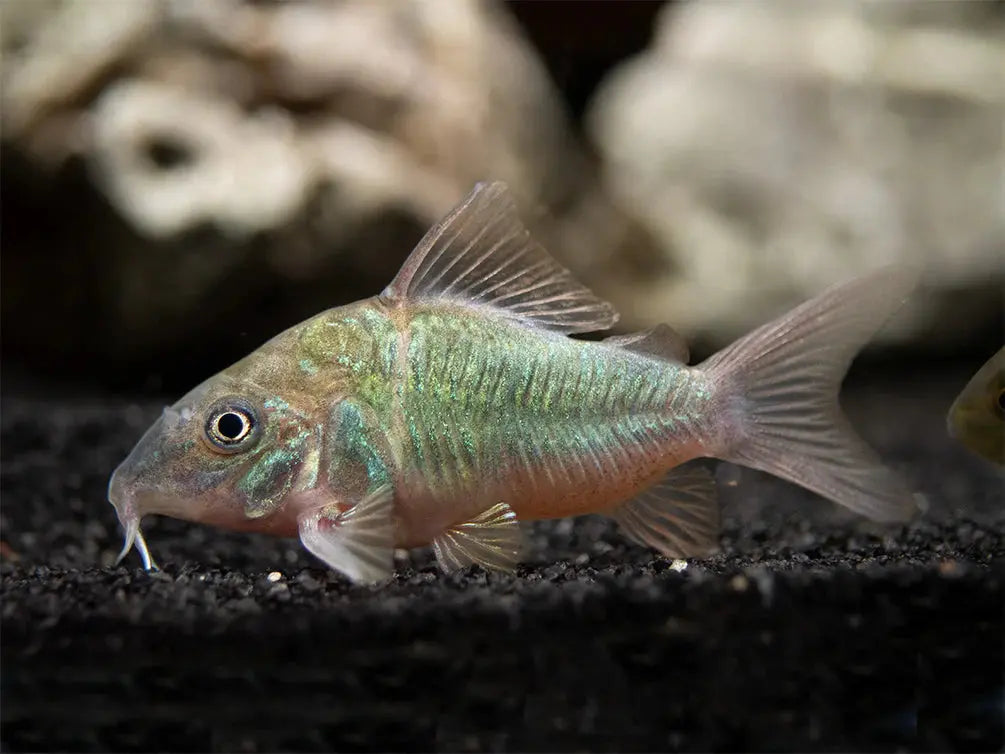 Southern Green Corydora Emerald Green Cory in freshwater aquarium