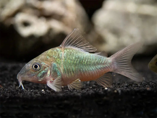 Southern Green Corydora Emerald Green Cory in freshwater aquarium