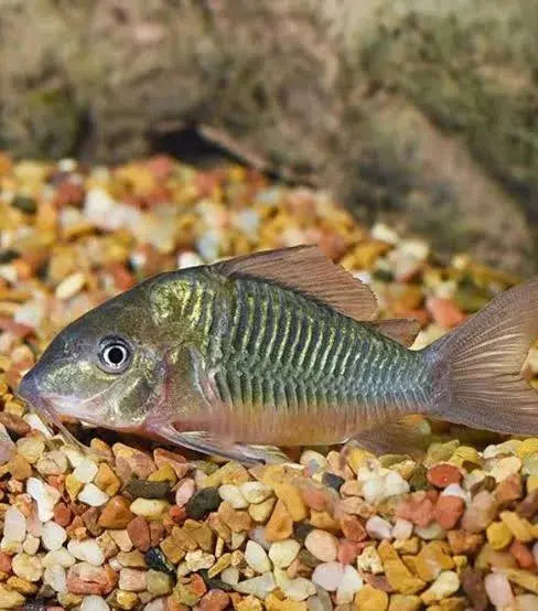 Emerald Green Corydoras freshwater catfish with metallic green body
