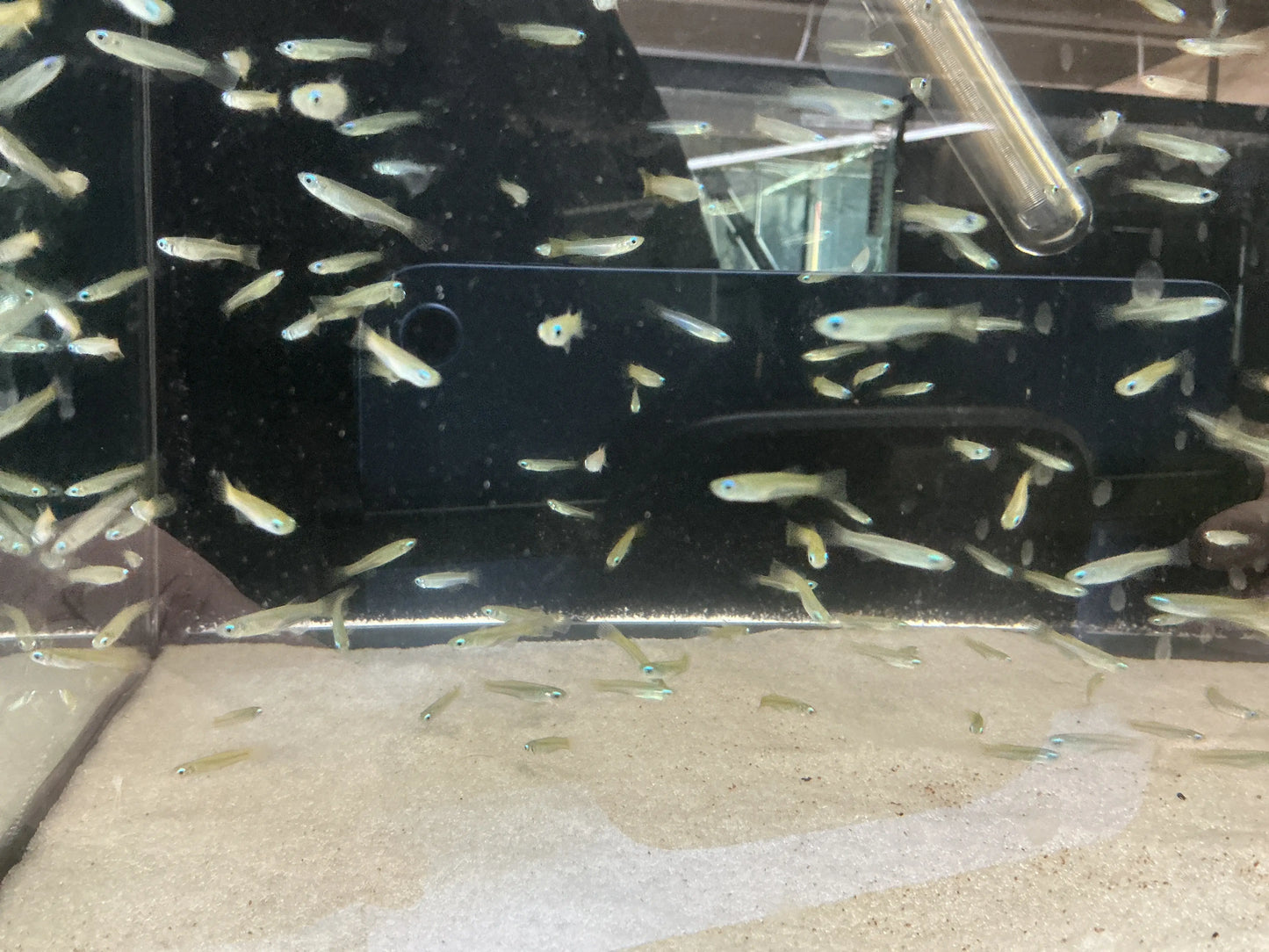 Tiny lampeye killifish with bright glowing eyes in community aquarium