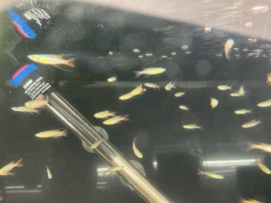 Threadfin Rainbow Tropical Treasures Wyo