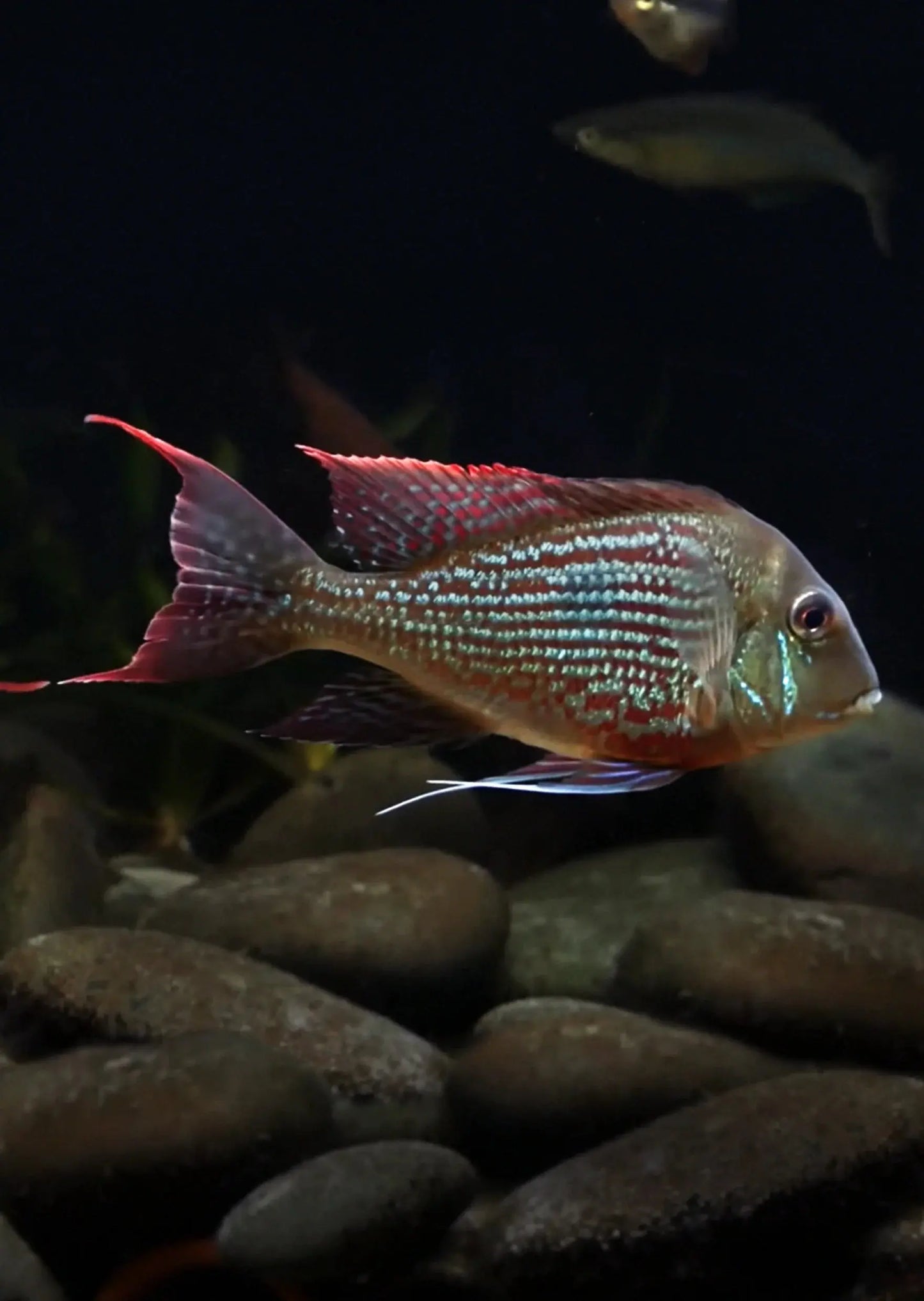 Geophagus sveni Rio Araguari South American eartheater