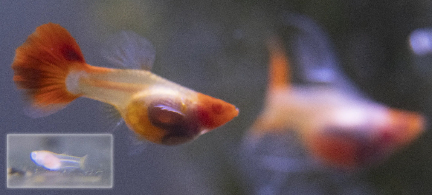 Glass Belly Guppy semi-transparent livebearer fish with visible internal features, swimming in a freshwater planted aquarium.