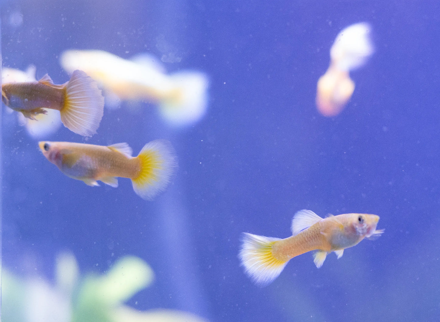 24K Gold Ribbon Guppy with bright golden body and flowing tail in aquarium