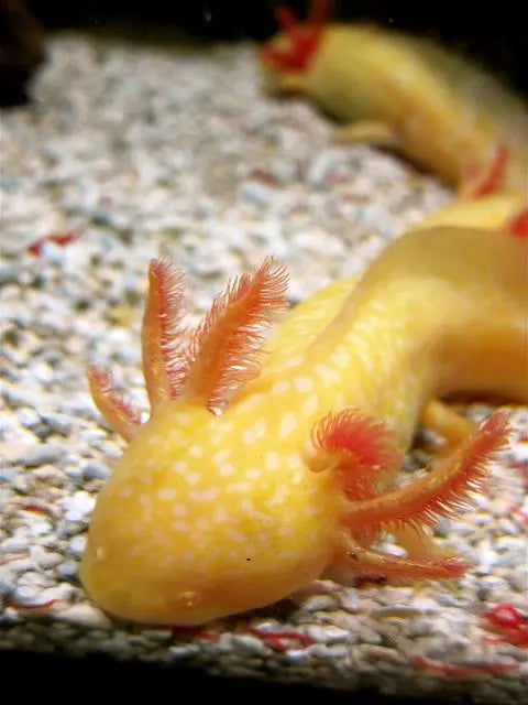 Golden Axolotl with vibrant yellow body and feathery gills in aquarium