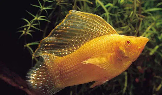 Gold Molly Sailfin