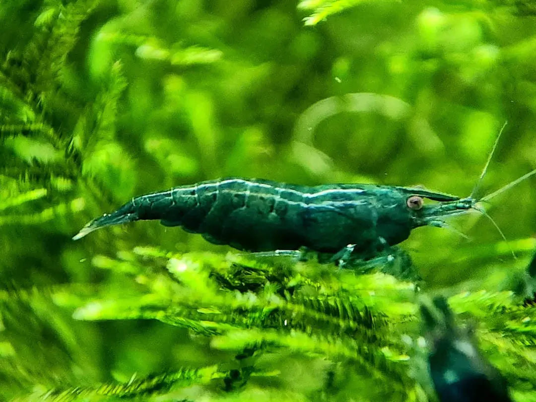 Green Jade Shrimp with deep emerald color in planted freshwater aquarium