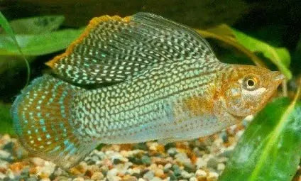 Green Molly Sailfin Tropical Treasures Wyo