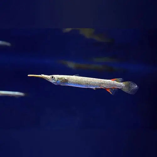 Platinum Halfbeak Tropical Treasures Wyo LLC