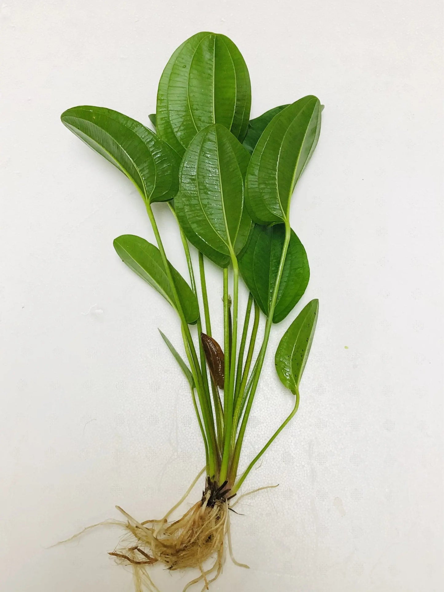 Harbich Sword Echinodorus freshwater aquarium plant with broad green leaves for planted tanks and aquascapes.