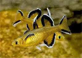 Honey Rainbowfish