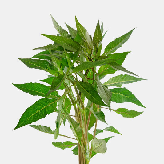 Close-up of Hygrophila sp Blue stem plant showing unique coloration