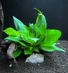Hygrophila corymbosa 'Compact' Tropical Treasures Wyo LLC