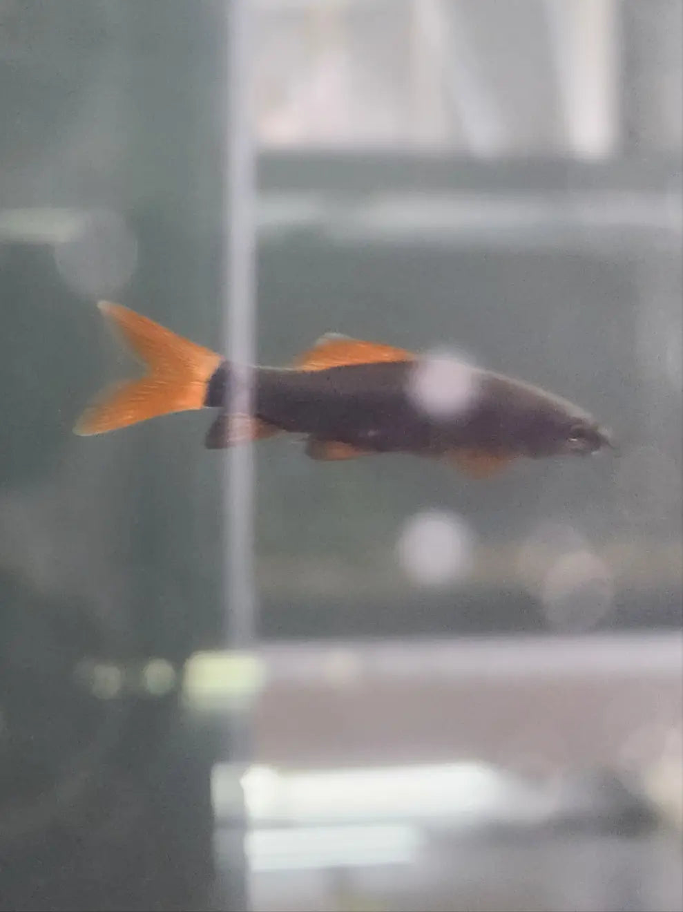 Rainbow Shark with dark body and red fins in freshwater aquarium