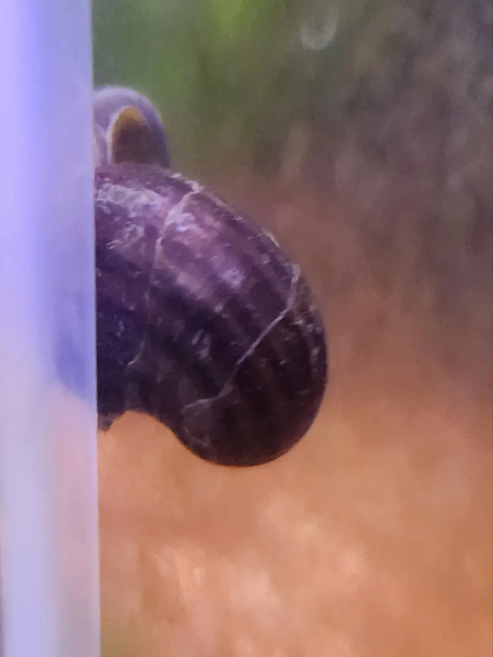 Black Mystery Snail (Pomacea bridgesii) – dark-shelled freshwater aquarium snail, peaceful algae eater for community tanks.