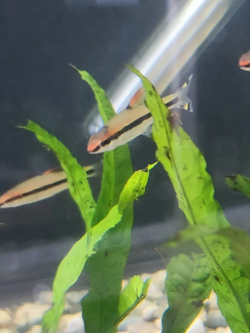 Roseline Shark Sahyadria denisonii with bright red stripe and silver body swimming in a freshwater community aquarium
