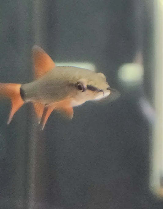 “Rainbow Shark (Epalzeorhynchos frenatum) – sleek black-bodied freshwater fish with bright red fins swimming along aquarium substrate.”