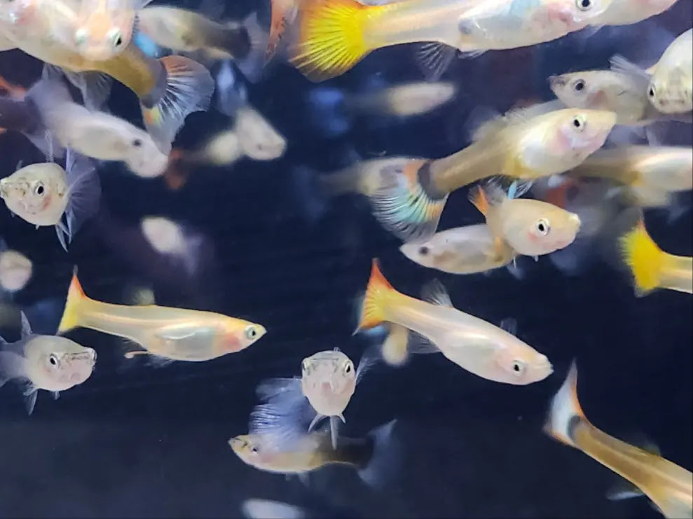 Assorted female guppy colorful live freshwater aquarium fish