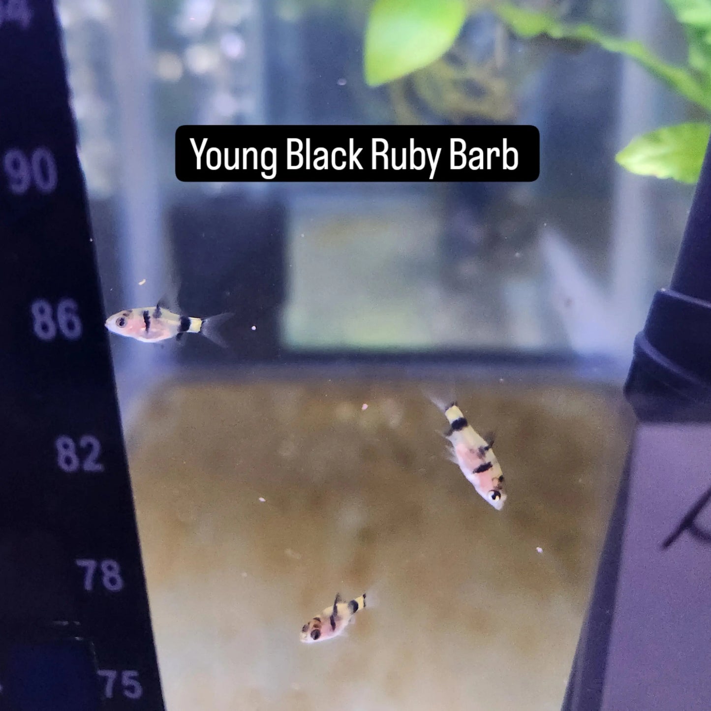 Black Ruby Barb (Pethia nigrofasciata) – vibrant ruby-colored freshwater schooling fish with black stripes, swimming in a planted aquarium.